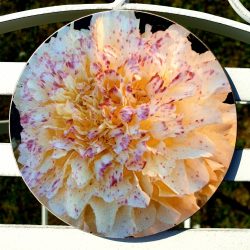 Round marigold coaster for sale